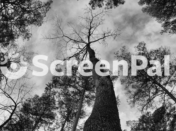 Black And White Photo Of A Tree In The Woods