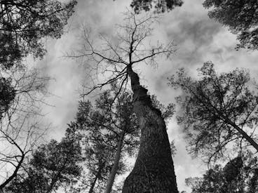 Black And White Photo Of A Tree In The Woods