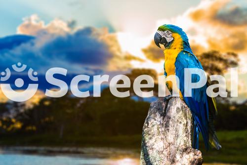 Blue And Yellow Macaw In Pantanal Brazil 