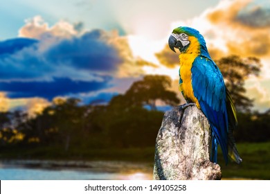 Blue And Yellow Macaw In Pantanal Brazil 