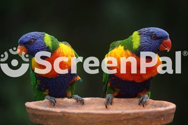 Blue Geeen And Orange Parrot