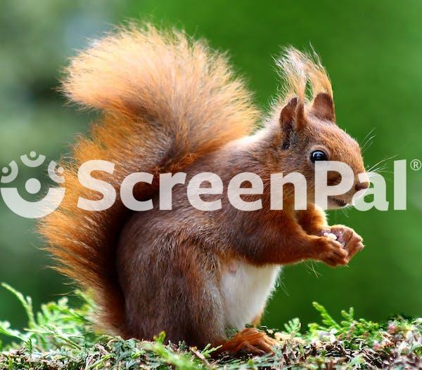 Brown Squirrel