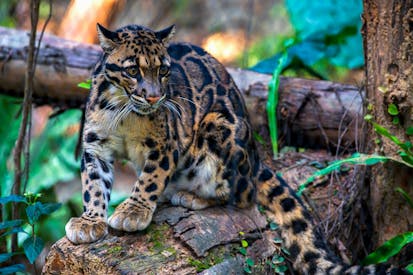 Clouded Leopard Sitting On A Log