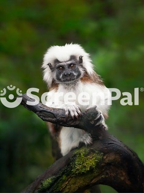 Cotton Top Tamarin Monkey