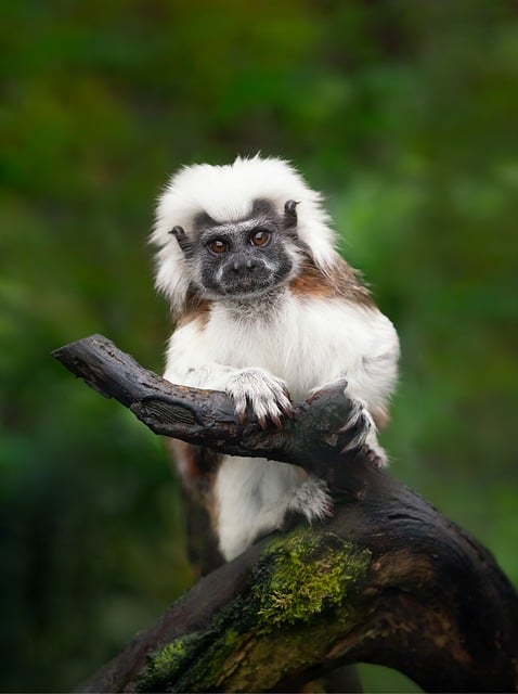 Cotton Top Tamarin Monkey