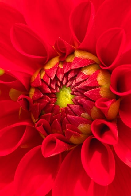 Dahlia Flower Plant Petals Bloom