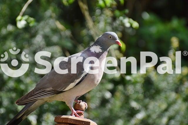 Dove Wood Pigeon Bird Animal