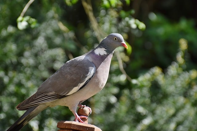 Dove Wood Pigeon Bird Animal