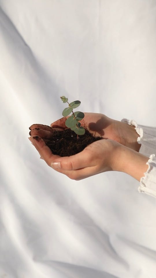 A Person Holding A Eucalyptus Plant With Soil