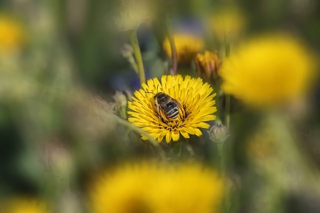 Flower Pollination Bee Entomology