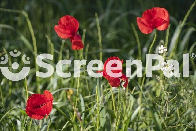 Flower Poppy Field Petals Red