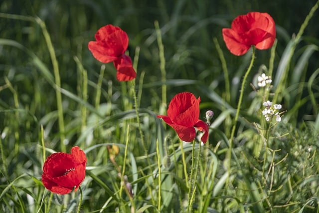 Flower Poppy Field Petals Red