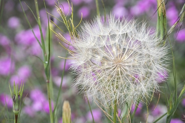 Flowers Bloom Blossom Wish Botany