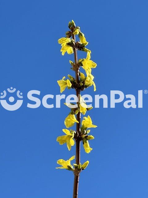 Forsythia Flowers Branch