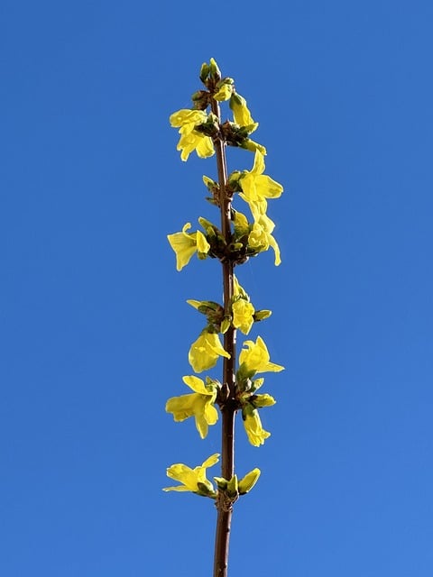 Forsythia Flowers Branch