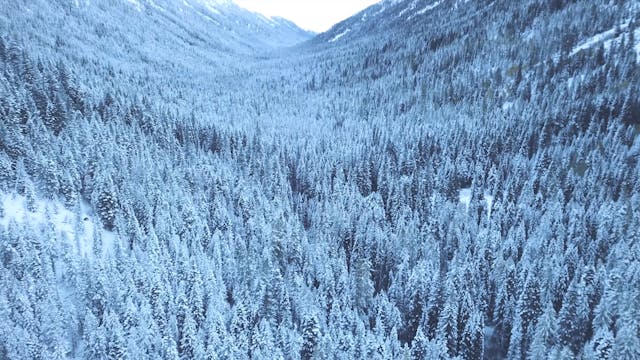 View Of Coniferous Trees In Winter