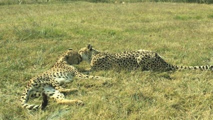 A Pair Of Cheetah