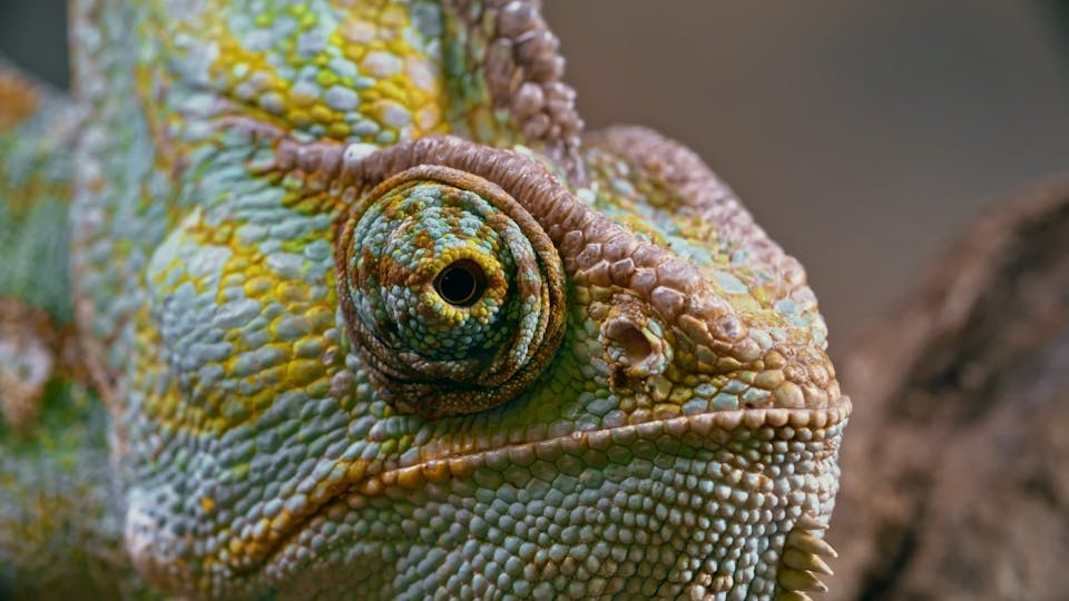 Close Up Footage Of A Chameleon Right Eye