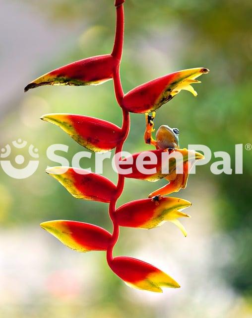 Heliconia Lobster Claws Flora