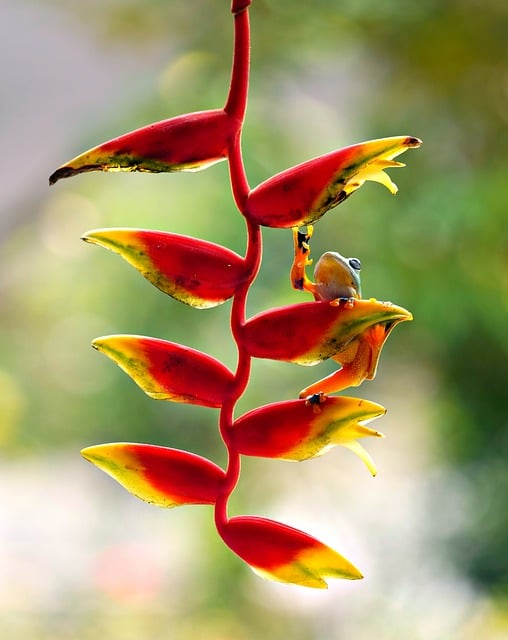 Heliconia Lobster Claws Flora