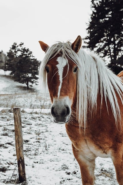 Horse Pony Braid Mane Mammal