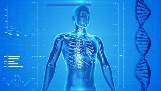 Human Skeleton Body Anatomy