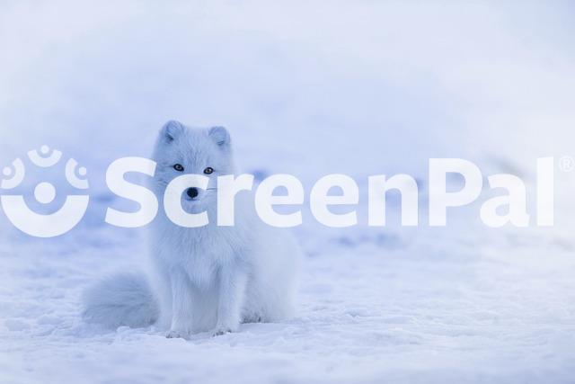 Iceland Arctic Fox White