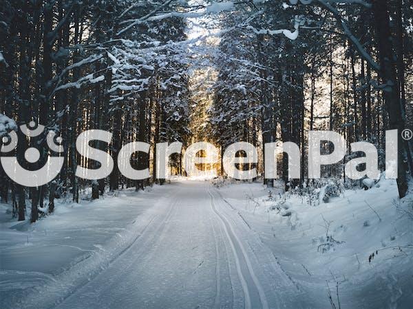 Landscape Photography Of Snow Pathway Between Trees During Winter