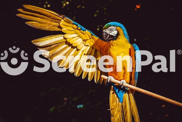 Parrot Yellow Macaw Bird Perched