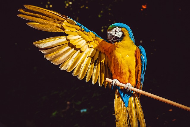 Parrot Yellow Macaw Bird Perched