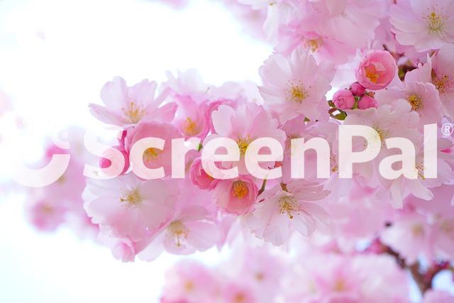 Pink Cherry Blossoms Flowers Branch