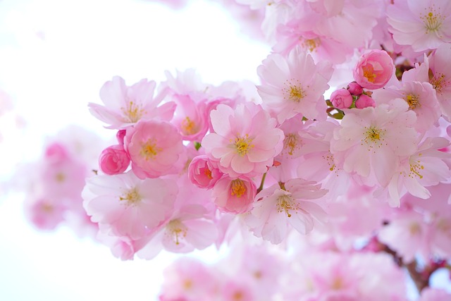 Pink Cherry Blossoms Flowers Branch