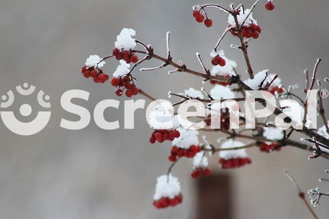 Plants Flower Tree Leaves Winter