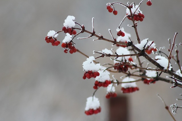 Plants Flower Tree Leaves Winter