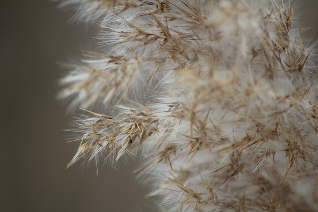 Plants Flowers Snow Christmas