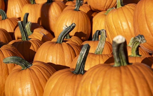 Pumpkins Harvest Pumpkin Patch