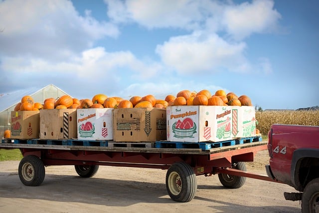 Pumpkins Harvest Thanksgiving