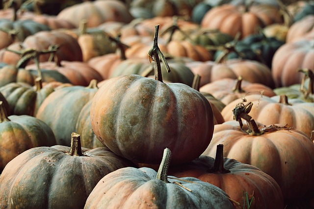 Pumpkins Pumpkin Patch Harvest