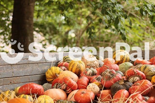 Pumpkins Vegetables Harvest Fall