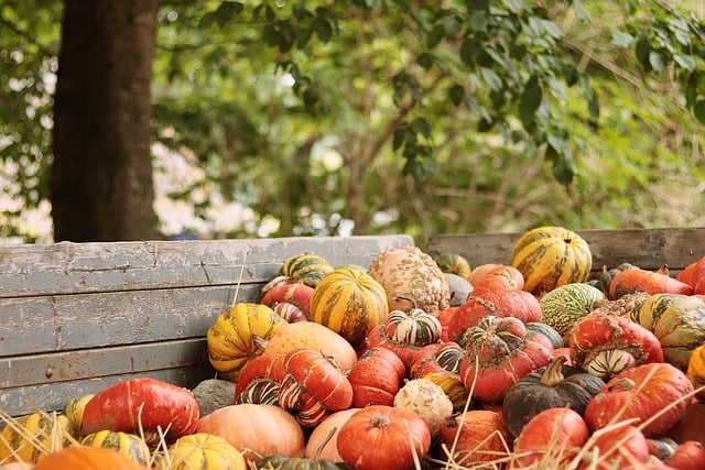 Pumpkins Vegetables Harvest Fall