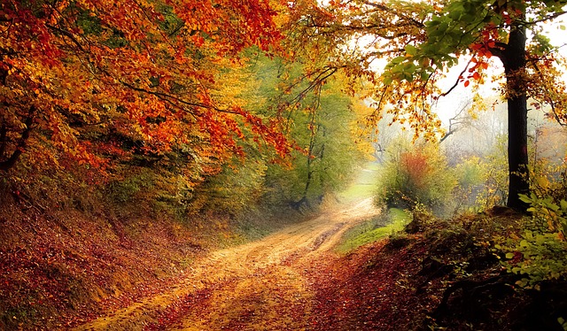 Road Forest Fall Autumn Season