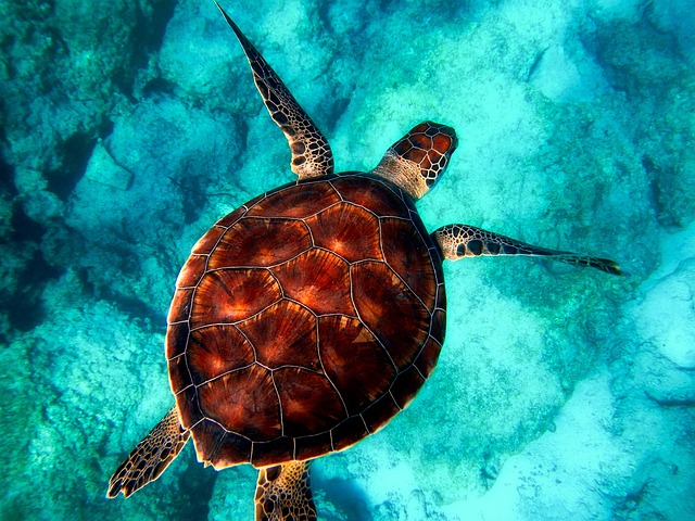 Sea Turtle Diving Animal