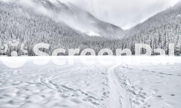 Snow Covered Forest Field