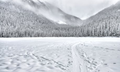 Snow Covered Forest Field