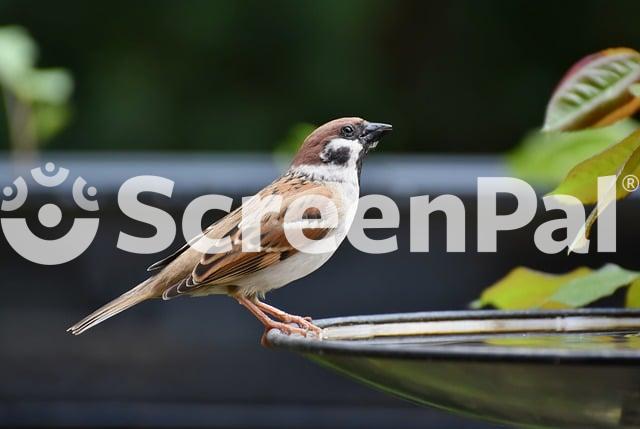 Sparrow Bird Animal Feathers