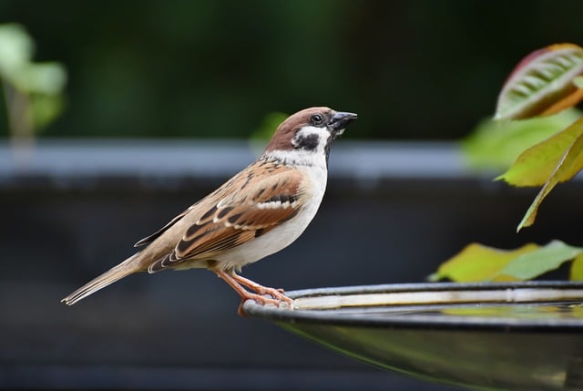 Sparrow Bird Animal Feathers