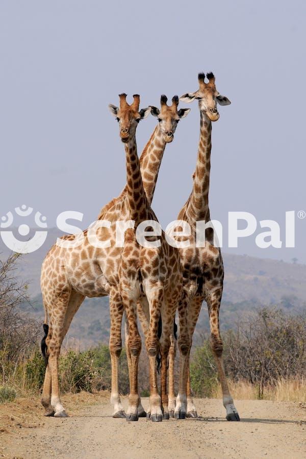 Three Giraffe Under Gray Sky