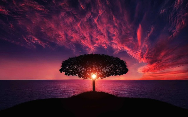 Tree Sunset Clouds Sky Silhouette