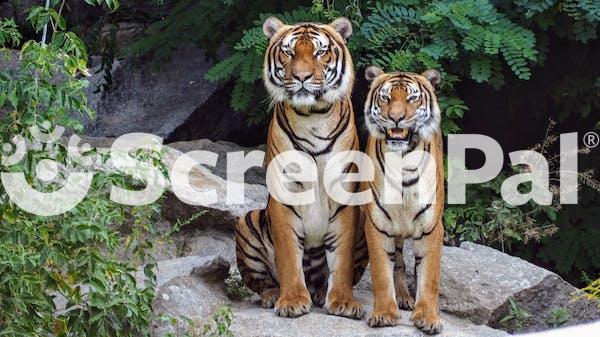 Two Orange Tigers Sitting Beside Each Other