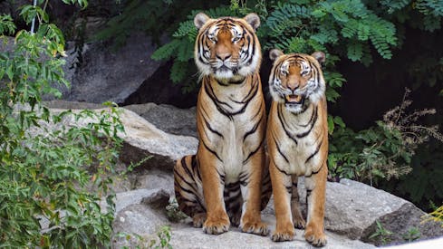 Two Orange Tigers Sitting Beside Each Other